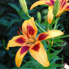 Bulb Crin Grand Cru - Pachet 1 Bulb - Aqua Flowers