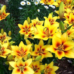 Bulb Crin Grand Cru - Pachet 1 Bulb - Aqua Flowers