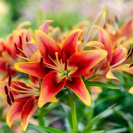 Bulb Crin Holland Beauty - Pachet 1 Bulb - Aqua Flowers