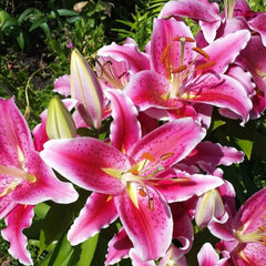 Bulb Crin Mero Star - Pachet 1 Bulb - Aqua Flowers