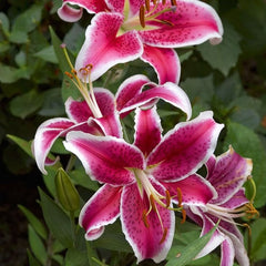 Bulb Crin Mero Star - Pachet 1 Bulb - Aqua Flowers