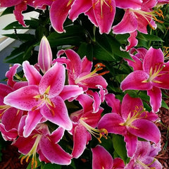 Bulb Crin Mero Star - Pachet 1 Bulb - Aqua Flowers