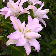 Bulb Crin Miss Lucy - Pachet 1 Bulb - Aqua Flowers