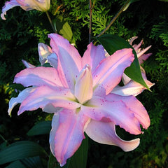 Bulb Crin Miss Lucy - Pachet 1 Bulb - Aqua Flowers