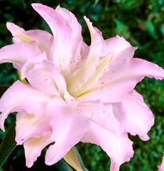 Bulb Crin Miss Lucy - Pachet 1 Bulb - Aqua Flowers