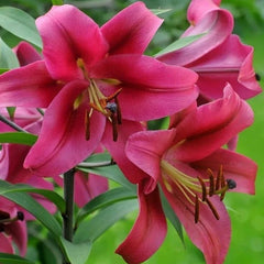 Bulb Crin Pasionale- Pachet 1 Bulb - Aqua Flowers