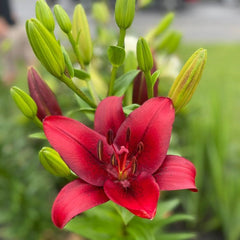 Bulb Crin Pasionale- Pachet 1 Bulb - Aqua Flowers