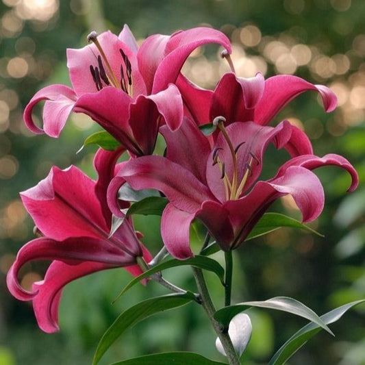 Bulb Crin Pasionale- Pachet 1 Bulb - Aqua Flowers