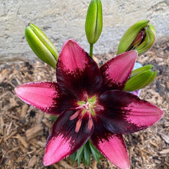 Bulb Crin Purple Heart - Pachet 1 Bulb - Aqua Flowers