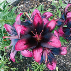 Bulb Crin Purple Heart - Pachet 1 Bulb - Aqua Flowers