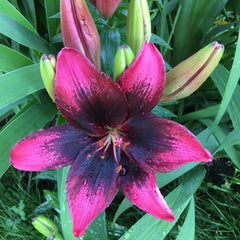 Bulb Crin Purple Heart - Pachet 1 Bulb - Aqua Flowers