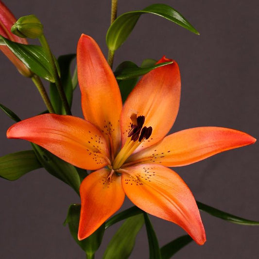 Bulb Crin Sonora - Pachet 1 Bulb - Aqua Flowers