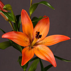 Bulb Crin Sonora - Pachet 1 Bulb - Aqua Flowers