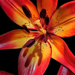 Bulb Crin Sonora - Pachet 1 Bulb - Aqua Flowers