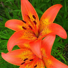 Bulb Crin Sonora - Pachet 1 Bulb - Aqua Flowers