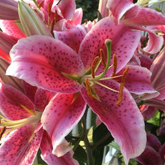 Bulb Crin Stargazer - Pachet 1 Bulb - Aqua Flowers