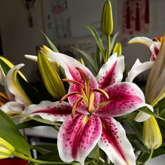 Bulb Crin Stargazer - Pachet 1 Bulb - Aqua Flowers