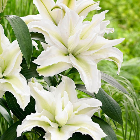 Bulb Crin Touch - Pachet 1 Bulb - Aqua Flowers