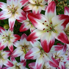 Bulb Crin Lollypop - Pachet 1 Bulb - Aqua Flowers