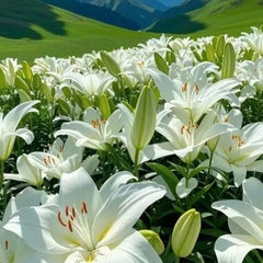 Bulb Crin Pretty Woman - Pachet 1 Bulb - Aqua Flowers