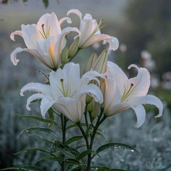 Bulb Crin Pretty Woman - Pachet 1 Bulb - Aqua Flowers