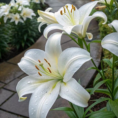 Bulb Crin Pretty Woman - Pachet 1 Bulb - Aqua Flowers