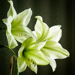 Bulbi Amaryllis – Lemon Lime – Aqua Flowers