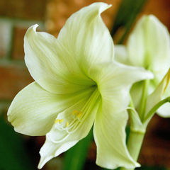 Bulbi Amaryllis – Lemon Lime – Aqua Flowers