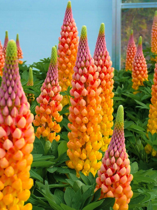 Lupinus - Gladiator - Pachet 1 Radacina - Aqua Flowers