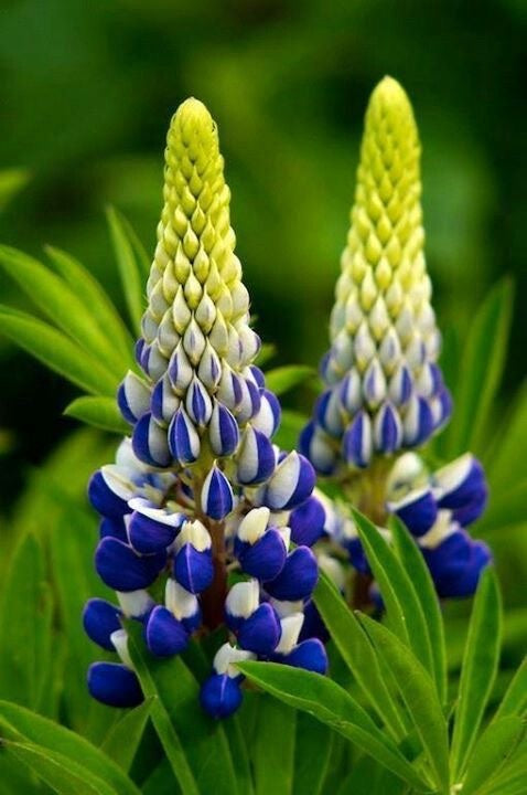 Lupinus - King Blue White - Pachet 1 Radacina - Aqua Flowers