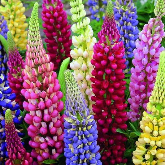 Lupinus - Mix - Pachet 3 radacini - Aqua Flowers