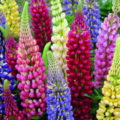 Lupinus - Mix - Pachet 3 radacini - Aqua Flowers