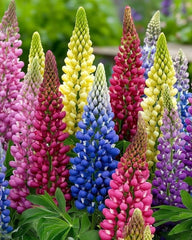 Lupinus - Mix - Pachet 3 radacini - Aqua Flowers