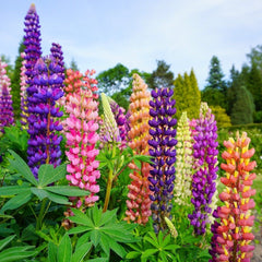 Lupinus - Mix - Pachet 3 radacini - Aqua Flowers