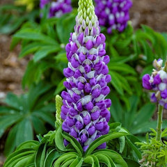 Lupinus - Purple - Pachet 1 Radacina - Aqua Flowers