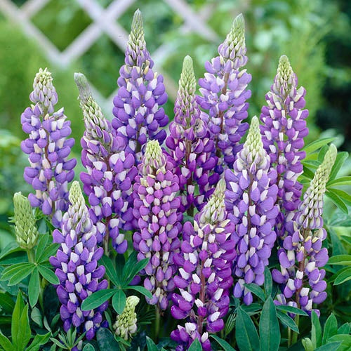 Lupinus - Purple - Pachet 1 Radacina - Aqua Flowers
