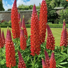 Lupinus - Red Rum - Pachet 1 Radacina - Aqua Flowers