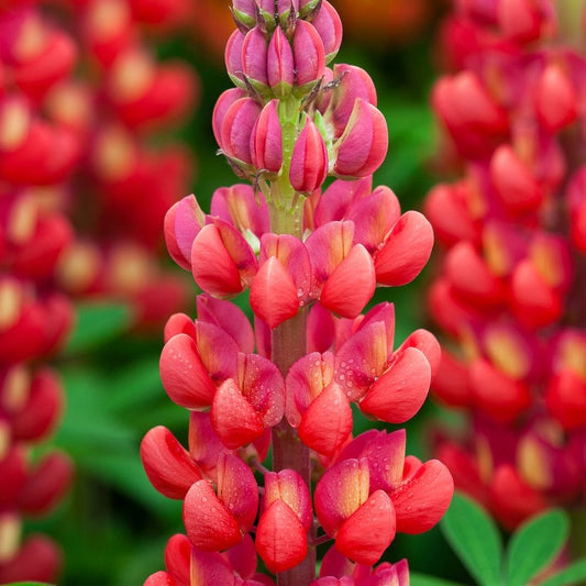 Lupinus - Red Rum - Pachet 1 Radacina - Aqua Flowers