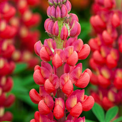 Lupinus - Red Rum - Pachet 1 Radacina - Aqua Flowers