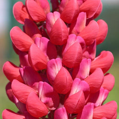 Lupinus - Red Rum - Pachet 1 Radacina - Aqua Flowers