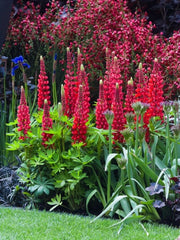 Lupinus - Red Rum - Pachet 1 Radacina - Aqua Flowers