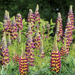 Lupinus - West Manhattan - Pachet 1 Radacina - Aqua Flowers
