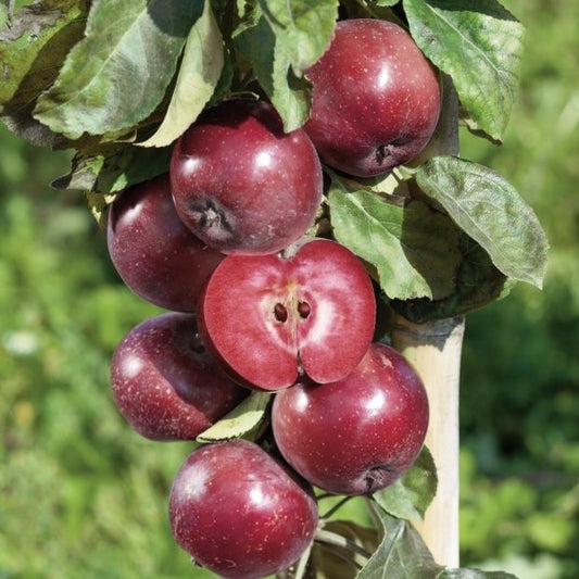 Mar - Baya Marisa - Anul 2-3 - Radacina Ambalata - Aqua Flowers