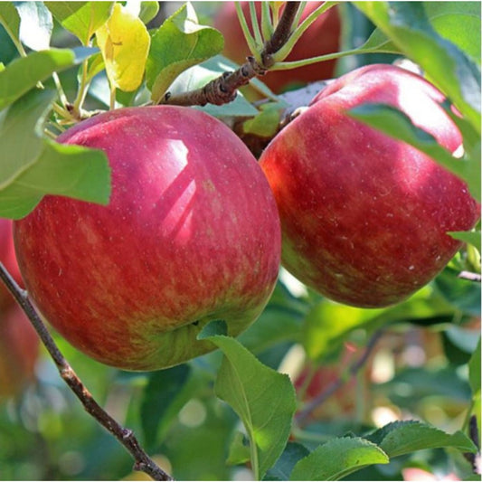 Mar Florina - Radacina Ambalata - Soi Rezistent si Productiv - Aqua Flowers