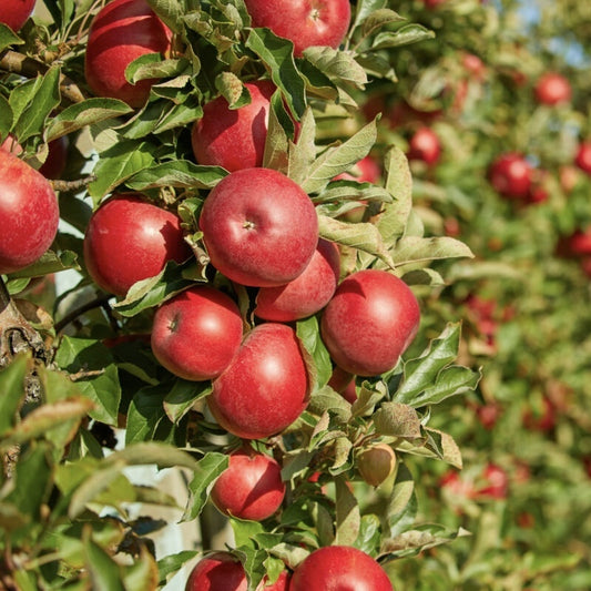 Mar Idared - Radacina Ambalata - Aqua Flowers