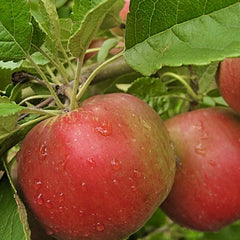 Mar Idared - Radacina Ambalata - Aqua Flowers