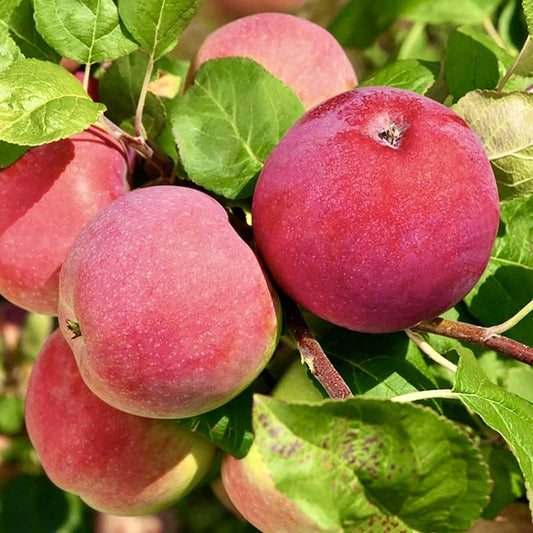 Mar Red Melba - Radacina Ambalata - Aqua Flowers