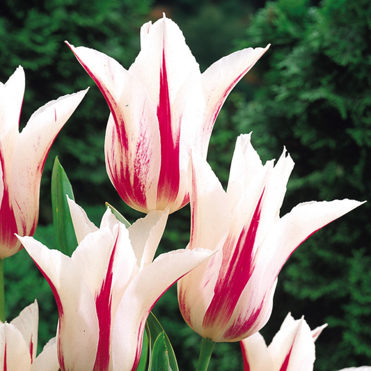 Bulbi Lalele Marilyn – Pachet 5 Bulbi - Aqua Flowers