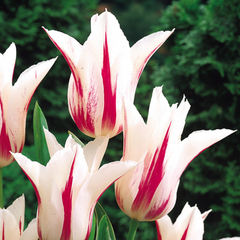 Bulbi Lalele Marilyn – Pachet 5 Bulbi - Aqua Flowers