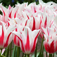 Bulbi Lalele Marilyn – Pachet 5 Bulbi - Aqua Flowers